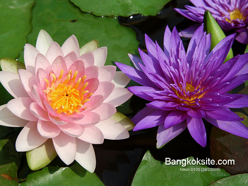 Lotuses2L_800.jpg (126364 bytes)