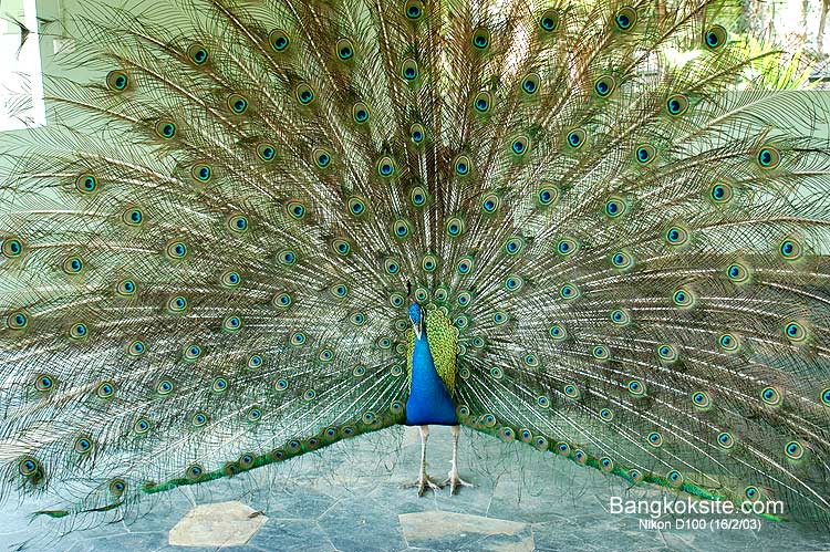 Peacock1.jpg (146405 bytes)