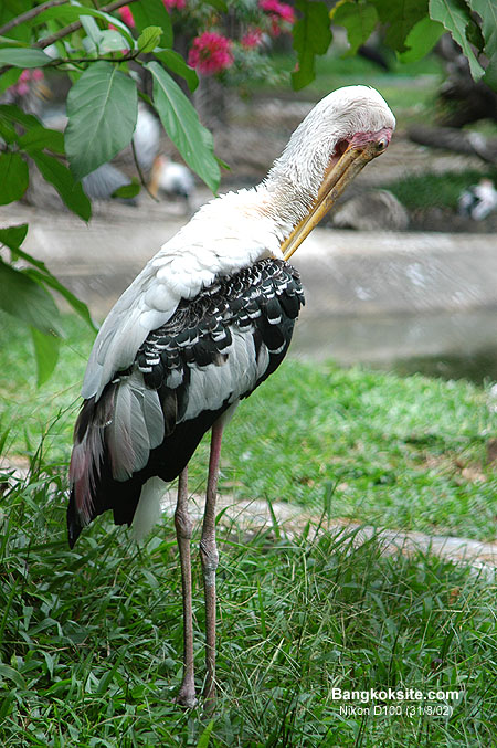Pic567L.JPG (133544 bytes)