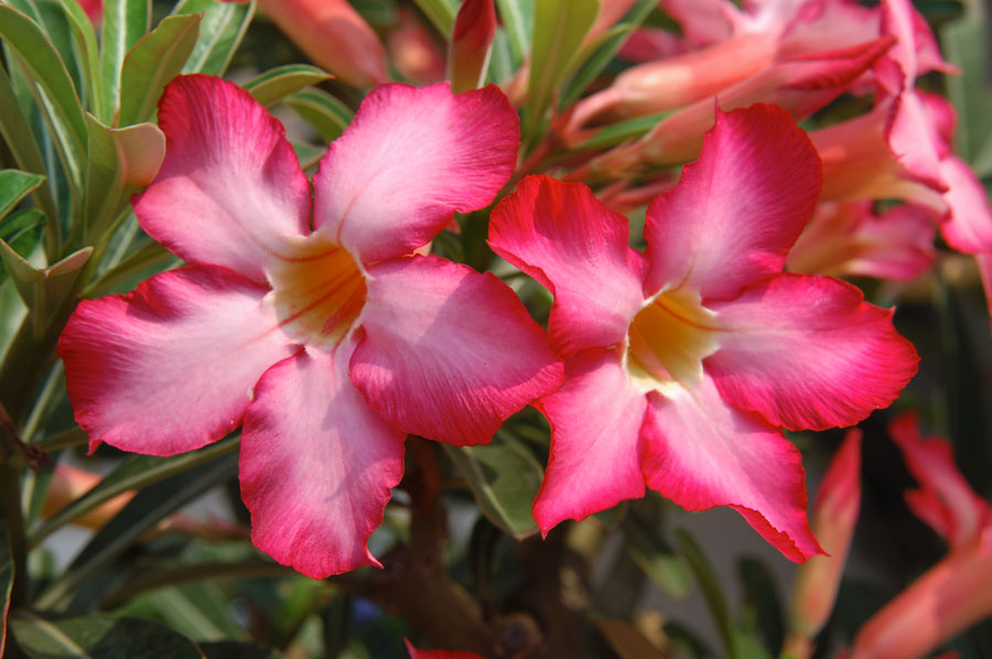 Test31148B_900.jpg (100189 bytes)