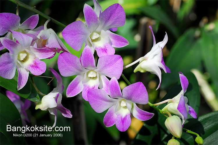 D200_0594L.jpg (101288 bytes)