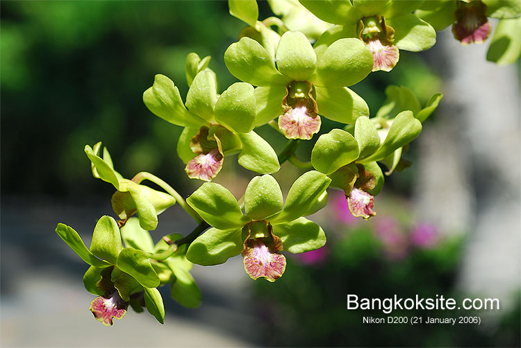 D200_0600L.jpg (88803 bytes)