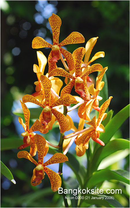 D200_0612L.jpg (110444 bytes)