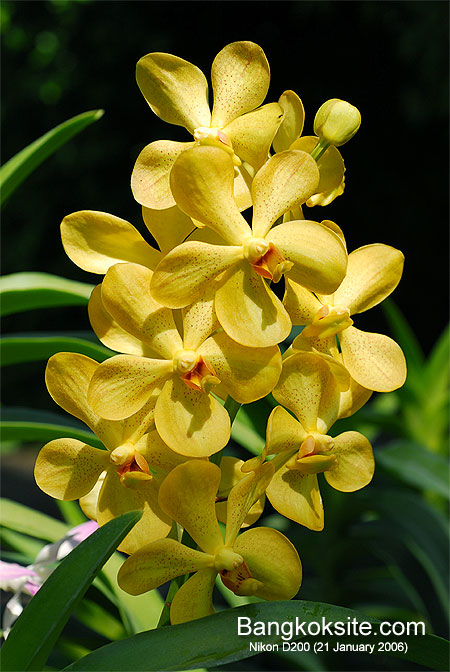 D200_0627L.jpg (90635 bytes)