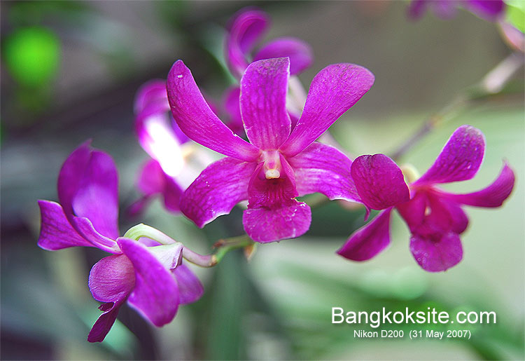 NikonOrchid2L_750.jpg (78283 bytes)