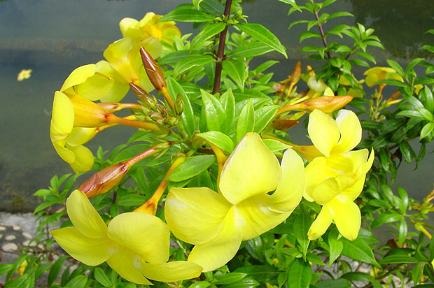 Flower111.JPG (94602 bytes)