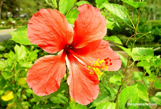 Flower201AL.JPG (84499 bytes)