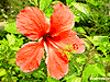 Flower201AS.gif (5874 bytes)