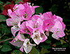 Flower201SA.gif (3992 bytes)