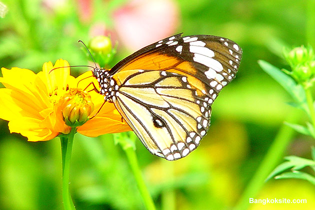 Flower202L.JPG (83229 bytes)
