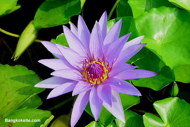 Flower203L.JPG (89710 bytes)