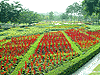 Flower204S.gif (6105 bytes)