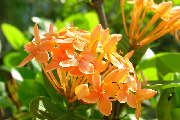 Flower6.JPG (78986 bytes)