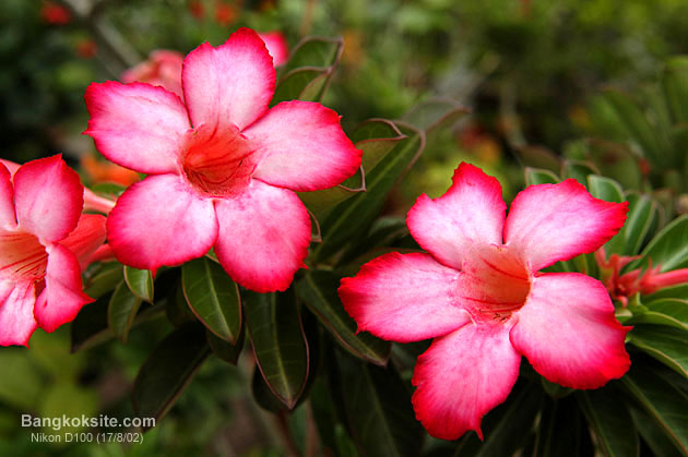 FlowerD1001H.JPG (67378 bytes)