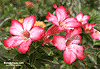 FlowerD1003S.gif (5172 bytes)