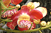 FlowerD1004S.gif (4723 bytes)
