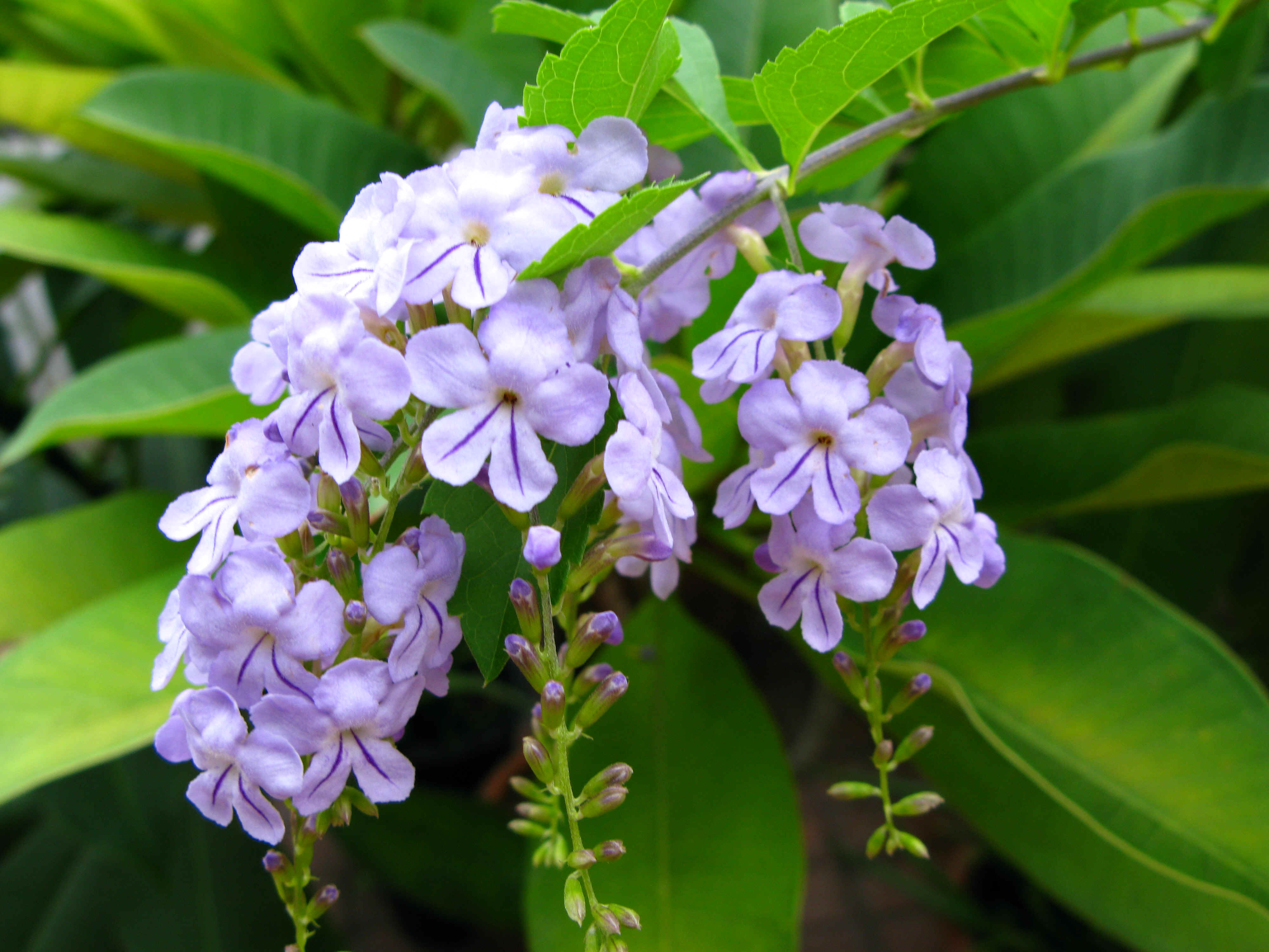 IMG_0053.JPG (4480065 bytes)