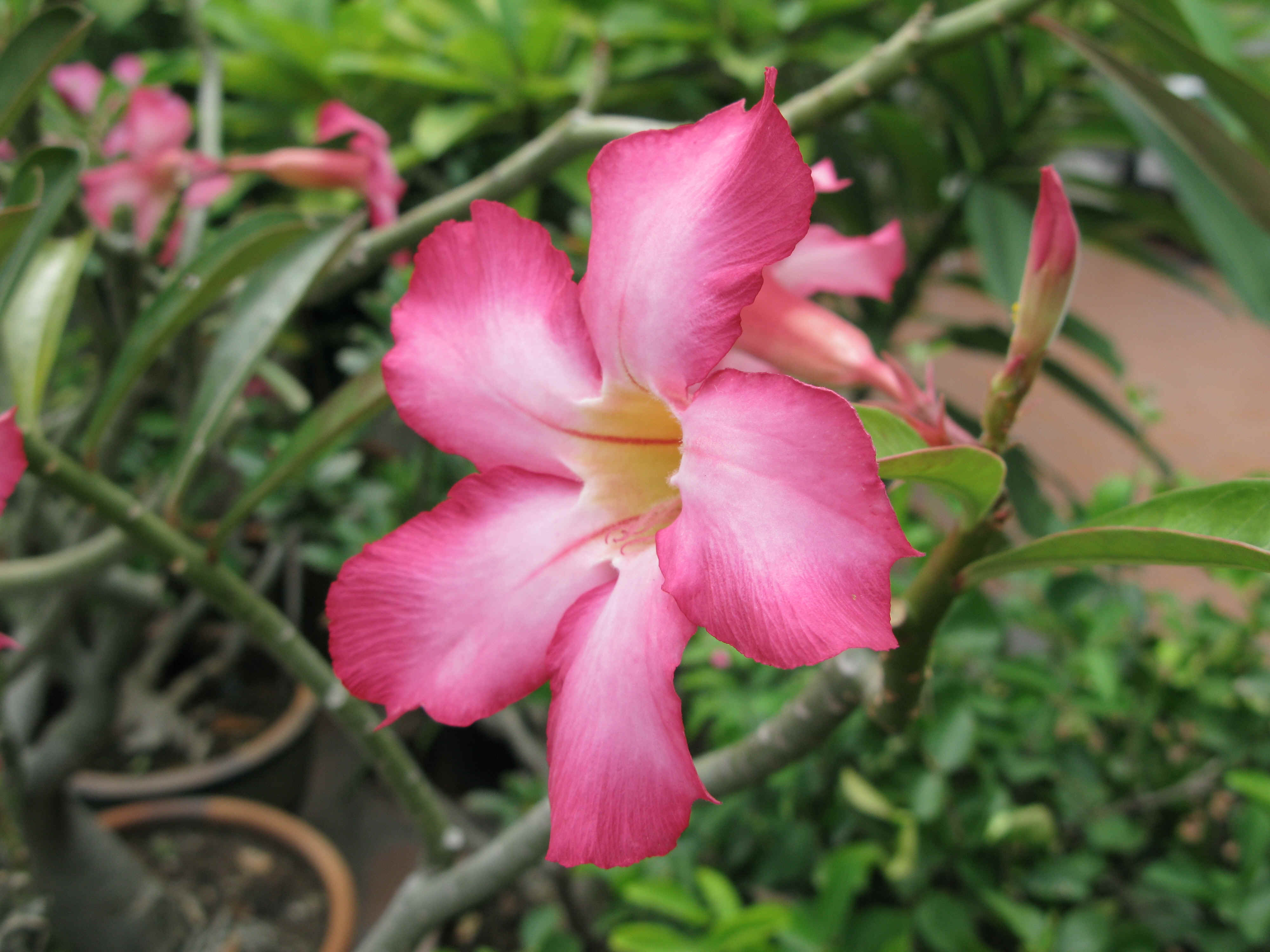 IMG_0078.JPG (4177231 bytes)