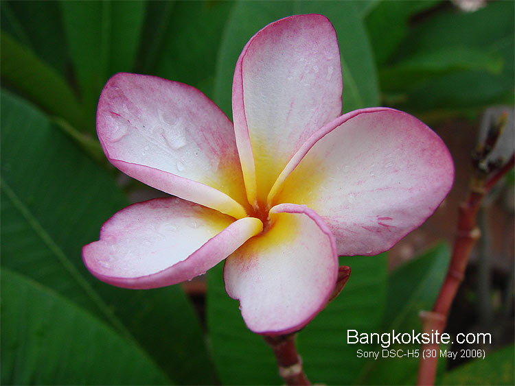 H5Photo1L.jpg (67660 bytes)