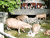 HippoS.gif (5615 bytes)