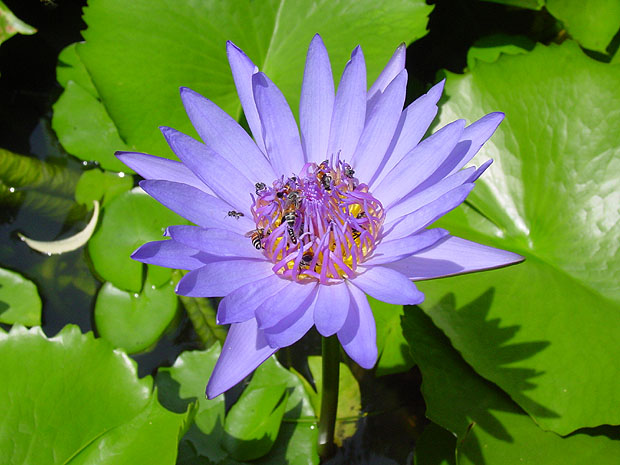 Lotus1H.JPG (79553 bytes)