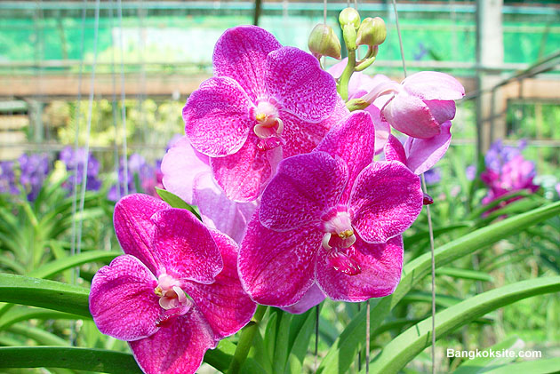 Orchid101L.JPG (116645 bytes)