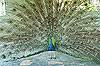 Peacock1S.jpg (5184 bytes)