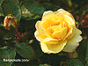 QSRose_100.GIF (5297 bytes)