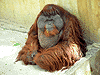 UrangS.gif (5226 bytes)