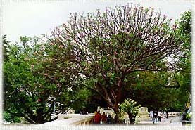 NakhonPathom5A.JPG (27066 bytes)