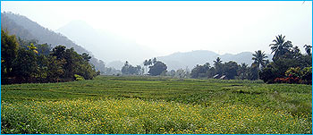 Chaithung3_350.jpg (22653 bytes)