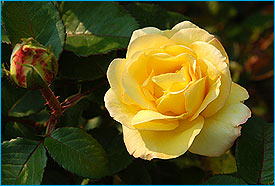 PangTong2.jpg (19395 bytes)