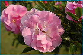 PangTong5.jpg (20176 bytes)