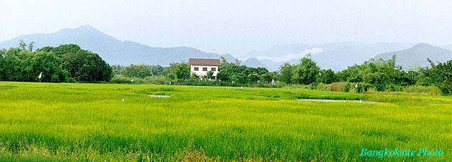 RiceField2AM.jpg (39698 bytes)