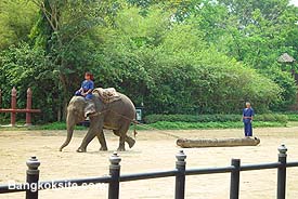 Elephant2.JPG (23886 bytes)