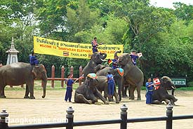 Elephant3.JPG (26492 bytes)