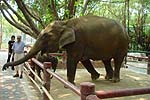 Elephant4150.JPG (13024 bytes)