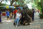 Elephant5150.JPG (13980 bytes)