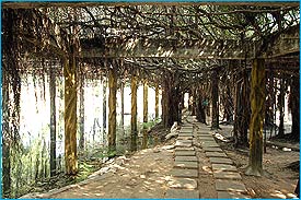 SaiNgam101.jpg (24238 bytes)