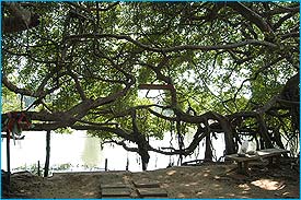 SaiNgam103.jpg (23646 bytes)