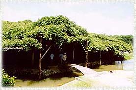 SaiNgam2AB.JPG (19880 bytes)