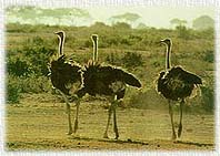 Zoo4AB.JPG (14441 bytes)