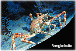 SiamPara1.jpg (22172 bytes)