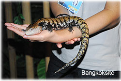 SiamPara2.jpg (13864 bytes)