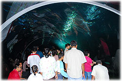 SiamPara4149A.jpg (17778 bytes)