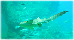 SiamPara5.jpg (8046 bytes)