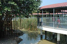 Crocodile1.jpg (17600 bytes)