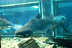 Fish1.jpg (7333 bytes)