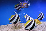 Fish2.jpg (7479 bytes)