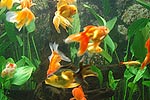 Fish3.jpg (7156 bytes)